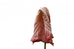 brugmansia pink_0.JPG