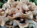 champignons1.jpg