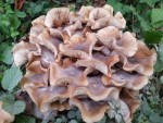 champignons2.jpg
