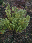 plante.gif