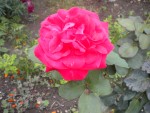 DSCN5856.JPG