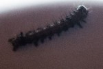 chenille-2.jpg