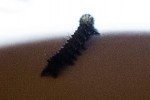chenille-3.jpg