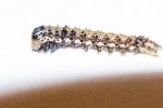 chenille-4.jpg