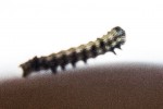 chenille.jpg