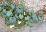 DSCN1631 - Copie.JPG