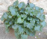 DSCN1633 - Copie.JPG