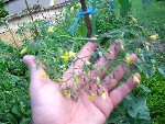 IMGP0307.JPG