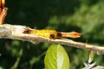_MG_3631.JPG