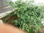 plante-inconnue-01.jpg