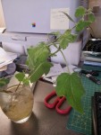 branche.jpg