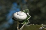 Escargot.jpg