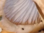 detail lamelles.jpg