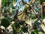 Kiwi 3.jpg