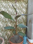 DSCN2309.jpg