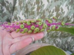 DSCN2307.jpg
