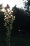 plante contre jour.jpg