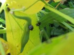 INSECTE HARICOT 1.jpg
