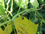 INSECTE HARICOT 2.jpg