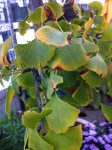 IMG_0351R.jpg