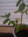 IMG_20140929_174152.jpg