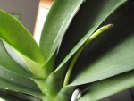 phalenopsis