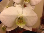 Plein de colle sur toutes les fleurs