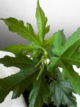 Est-ce de la vigne ?