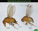 drosophila.jpg