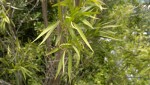 Bonjour, Connaissez-vous le nom de cette plante ?