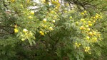 C'est une belle plante, mais quel est son nom?