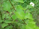 Plante 4.jpg