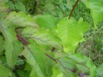 Plante 3 et Plante 4.jpg