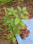Plante 5.jpg