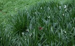 Ou est Ophiopogon sp.?