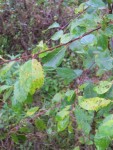 Plante 7_3.jpg