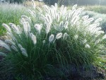 Je pense que c'est Cortaderia.