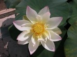 Quelle variété de lotus/ nénuphar (Nymphaea sp.) est?