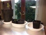 Tomates-2.jpg