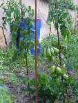 IMGP0309.JPG