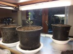 Tomates-3.jpg