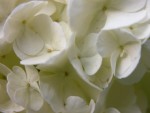 1Dscn001051.jpg