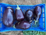 DSC04322.JPG