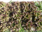 voici mes petites salades que j'avait planté sur paillage de tontes de gazon,elles on bien profilées et son maintenant bonnes à manger
