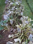 Les plants de courgettes avant arrachage.