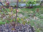 IMG_18181.jpg