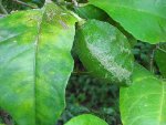 CIMG0984-c.JPG