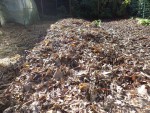 Les haricots une fois recouverts.<br />La couverture n'est pas épaisse mais seras complétée dans l'hiver.
