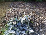 L'étalage des feuilles mortes.