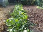 Les plants une fois couchés avec le pied.